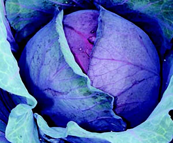 Red Express Cabbage Seeds