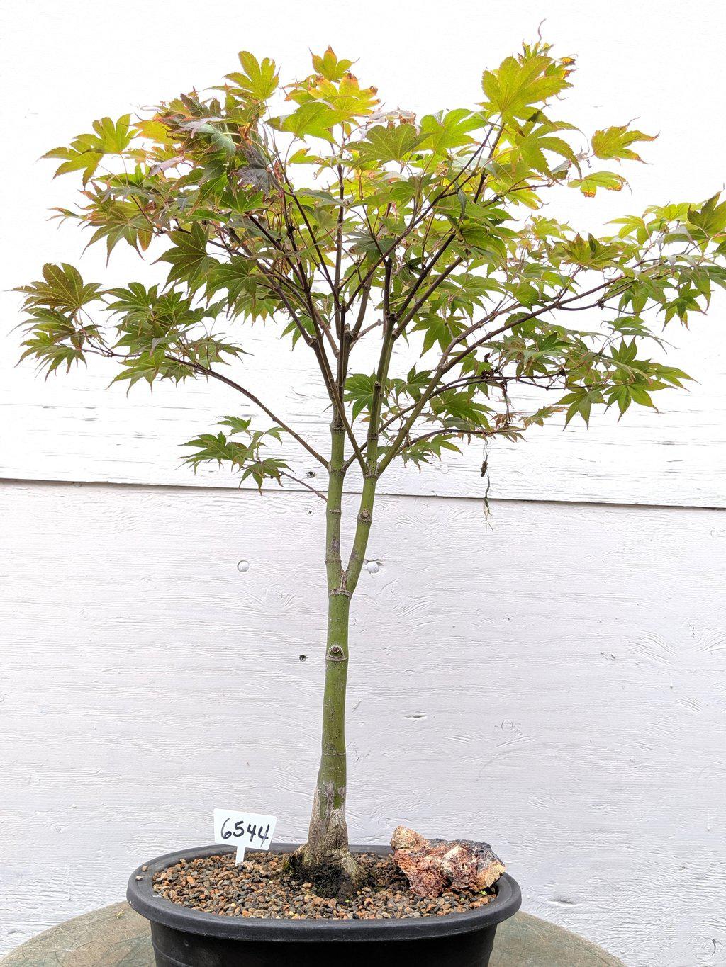 25 Year Old Rhode Island Red Japanese Maple Bonsai Tree