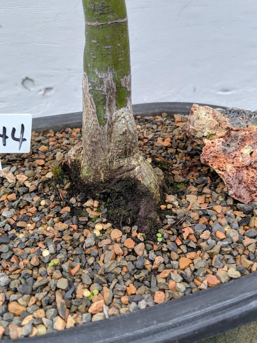 25 Year Old Rhode Island Red Japanese Maple Bonsai Tree