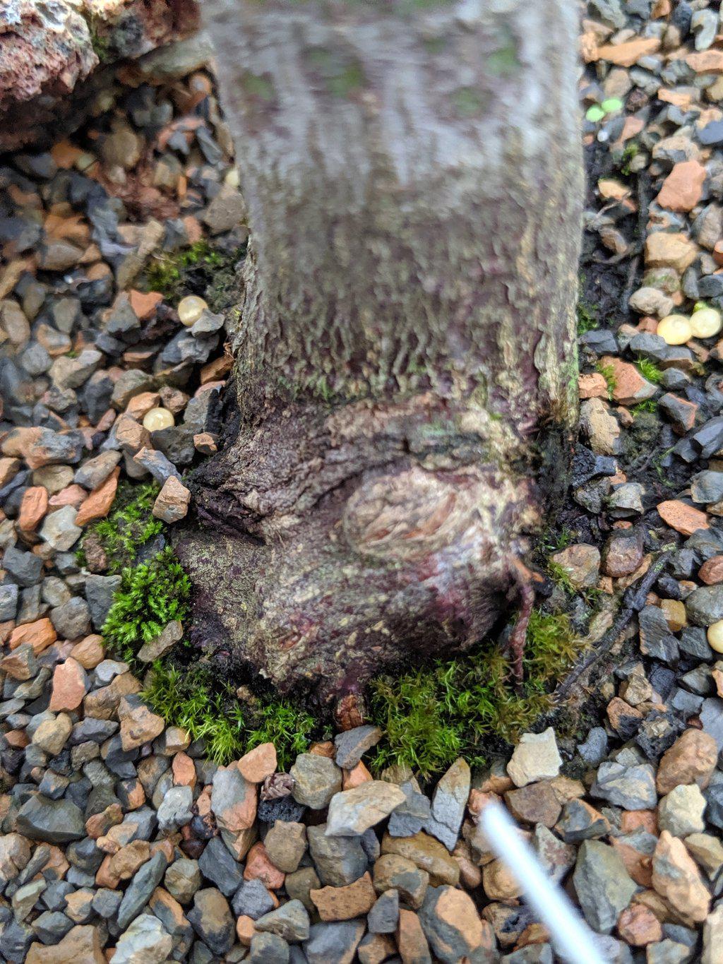 25 Year Old Rhode Island Red Japanese Maple Bonsai Tree