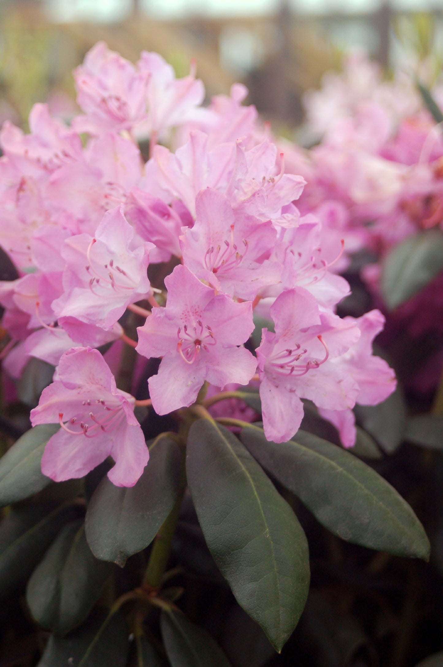 English Roseum Rhododendron