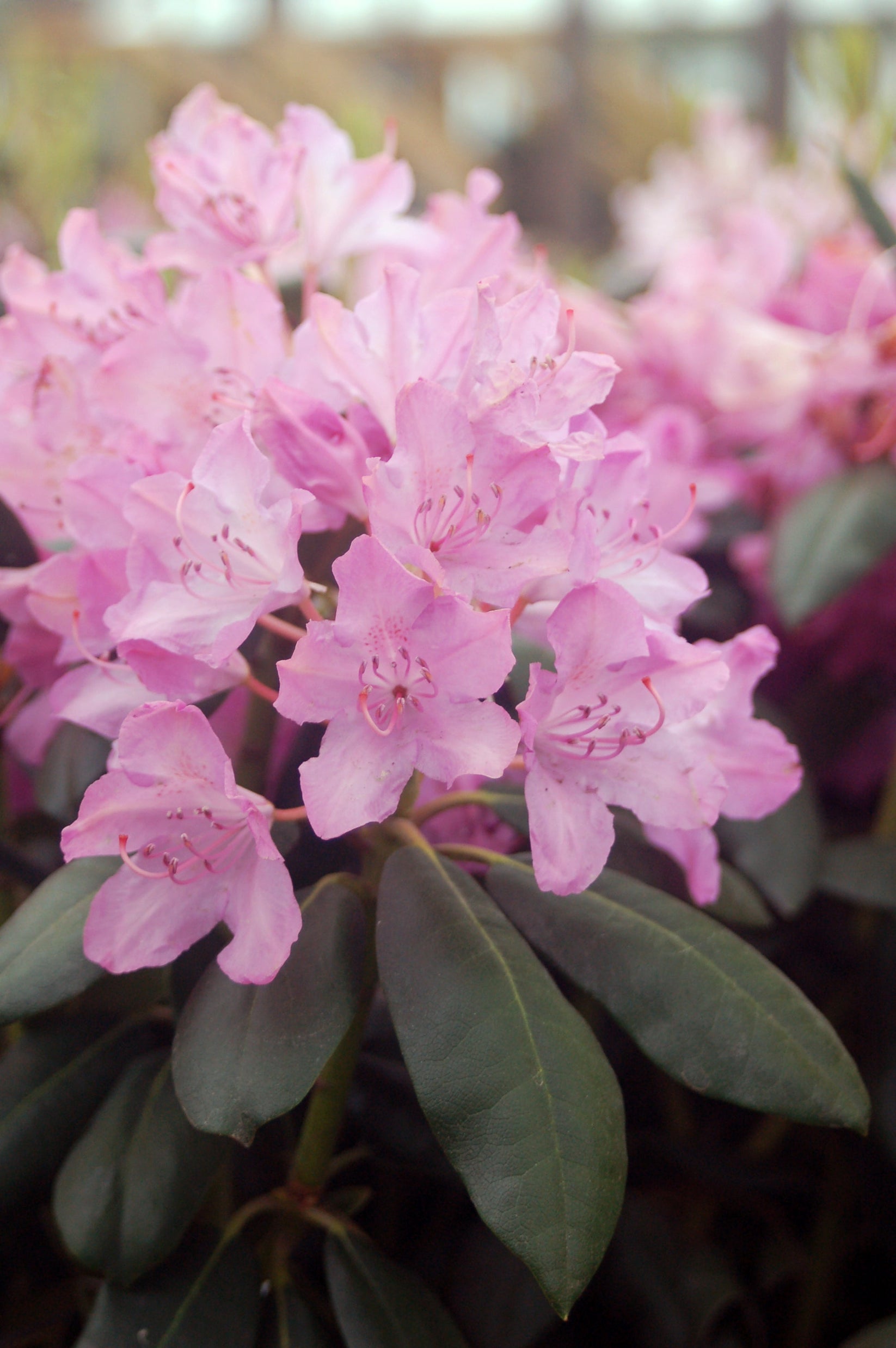 English Roseum Rhododendron – Healthy Harvesters