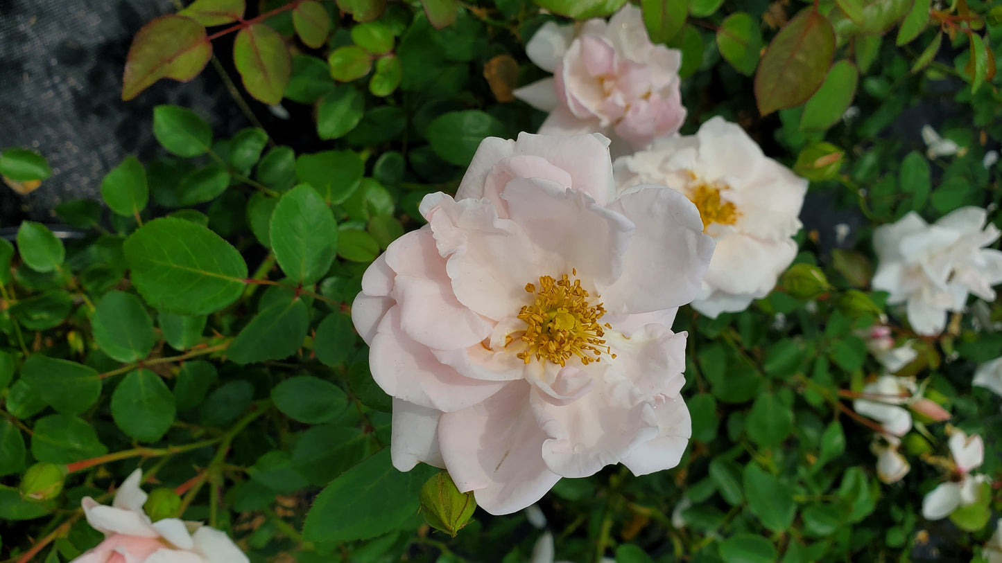 New Dawn Climbing Rose