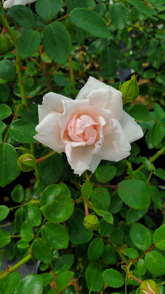 New Dawn Climbing Rose