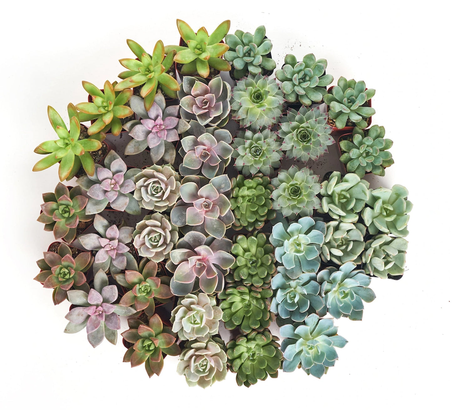 Rosette Succulent Collection