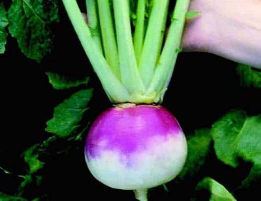 Royal Crown Hybrid Turnip Seeds