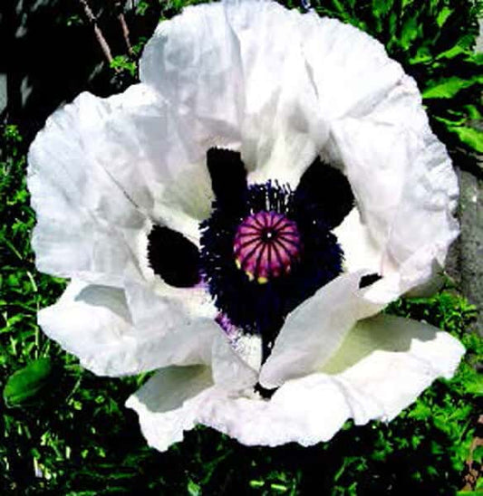 Royal Wedding Oriental Poppy Seeds