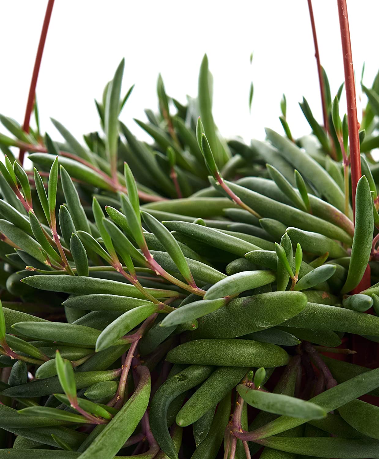 Othonna Capensis 'Ruby Necklace'