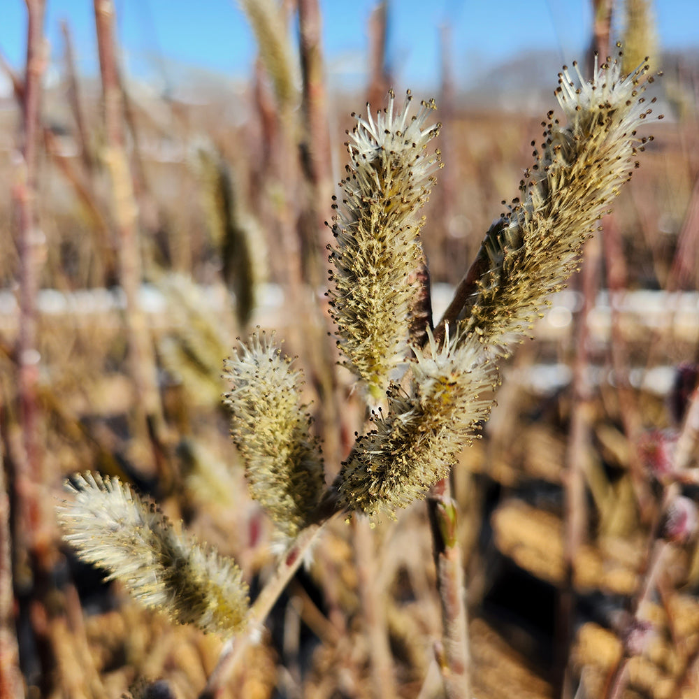 Mt. Aso Pussy Willow