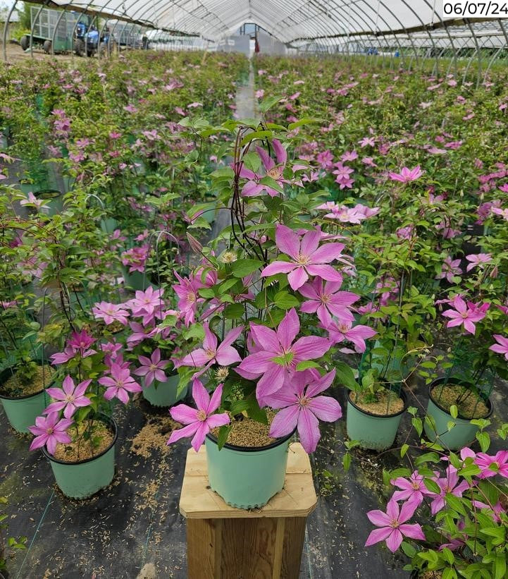 Sally™ Clematis