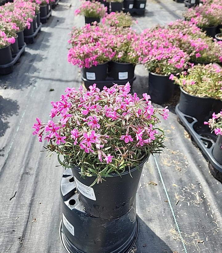 Scarlet Flame Moss Phlox