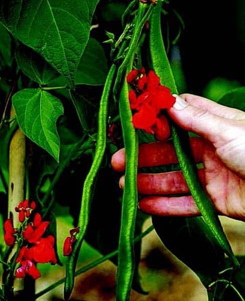 Scarlet Runner Bean