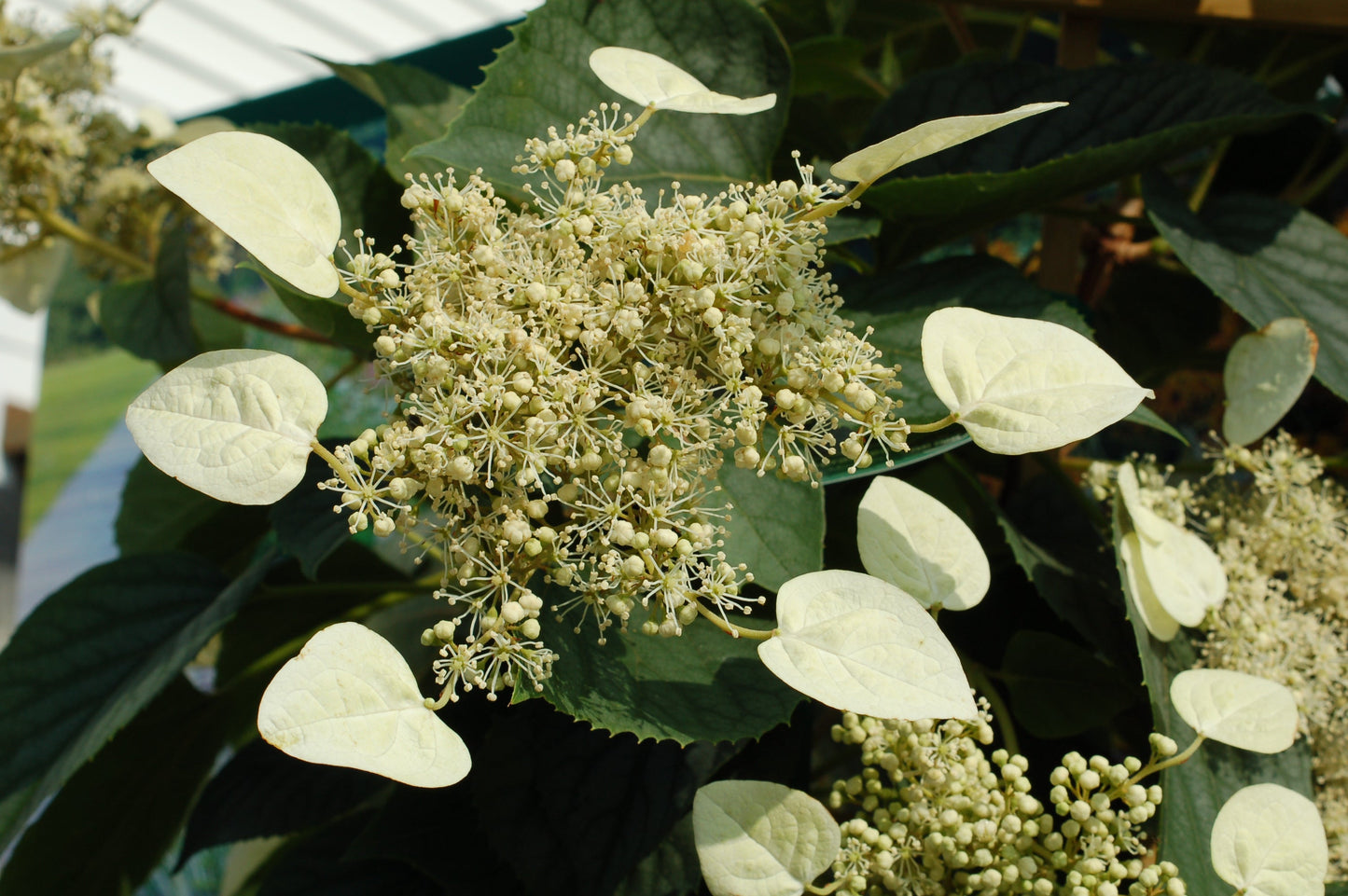 Moonlight False Climbing Hydrangea