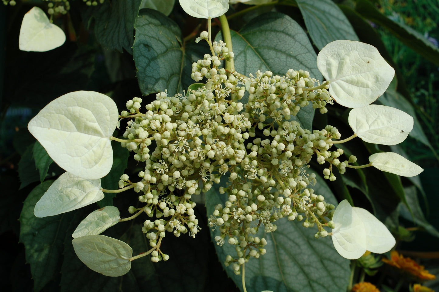 Moonlight False Climbing Hydrangea