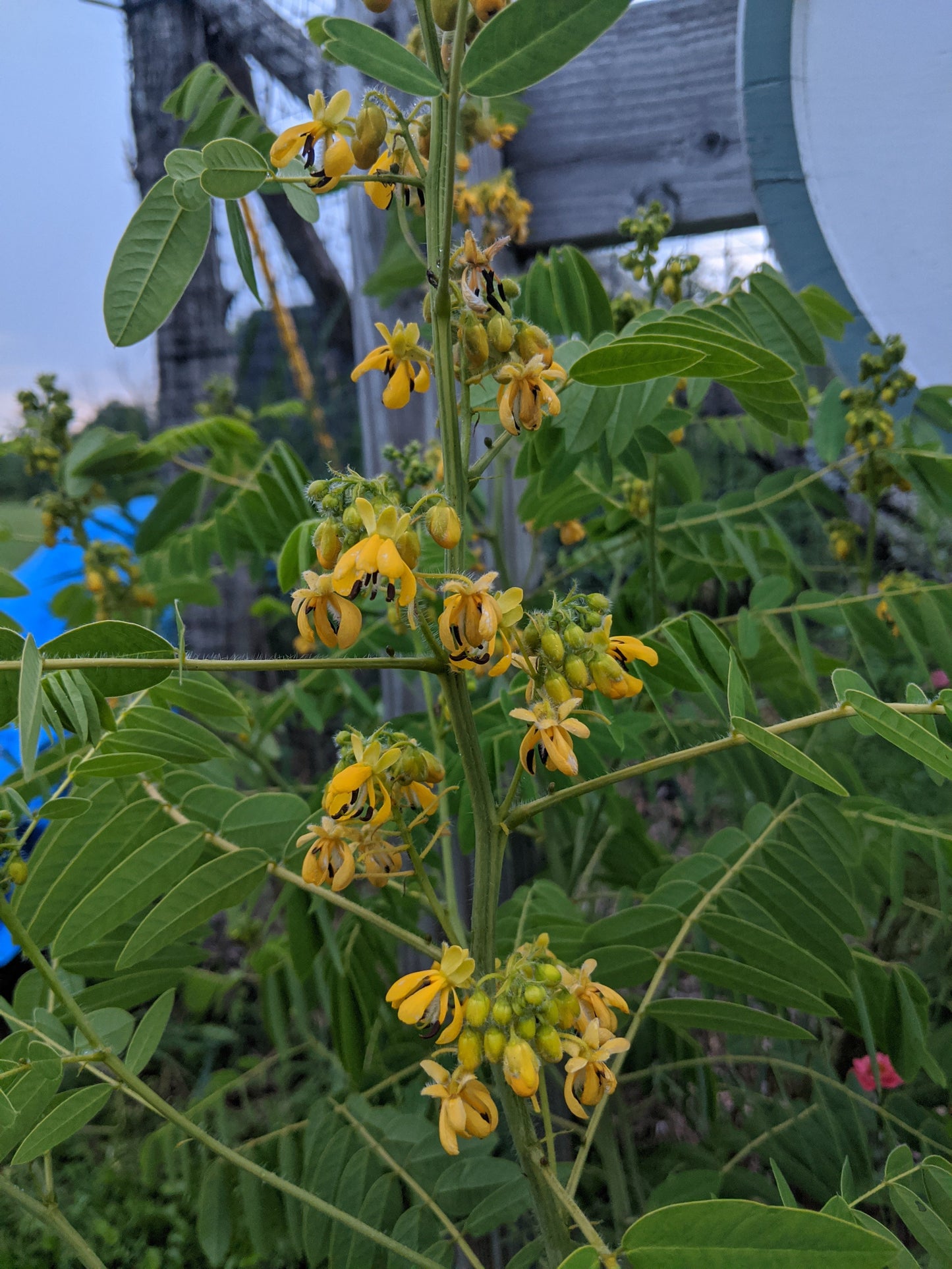 Wild Senna