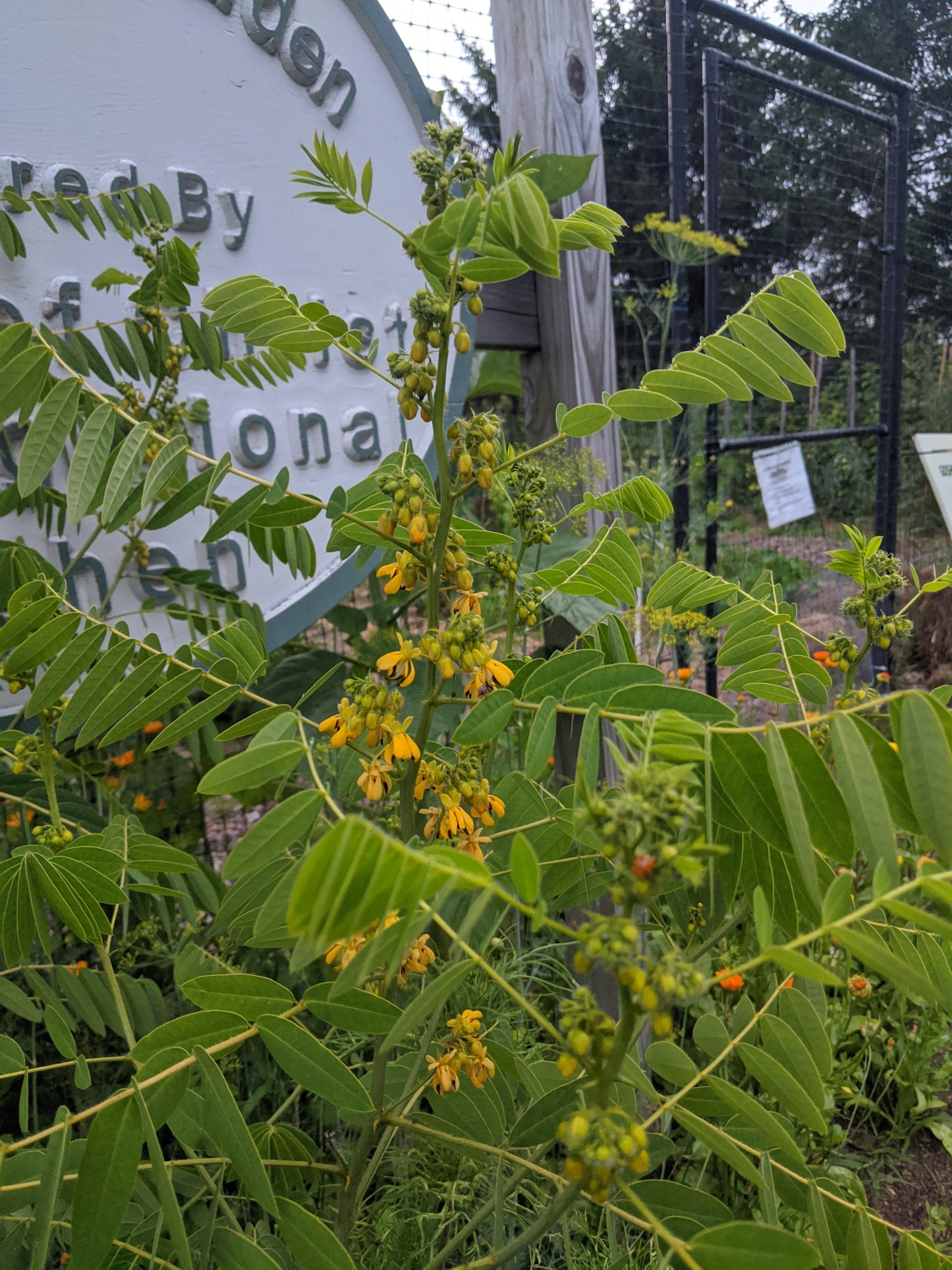 Wild Senna