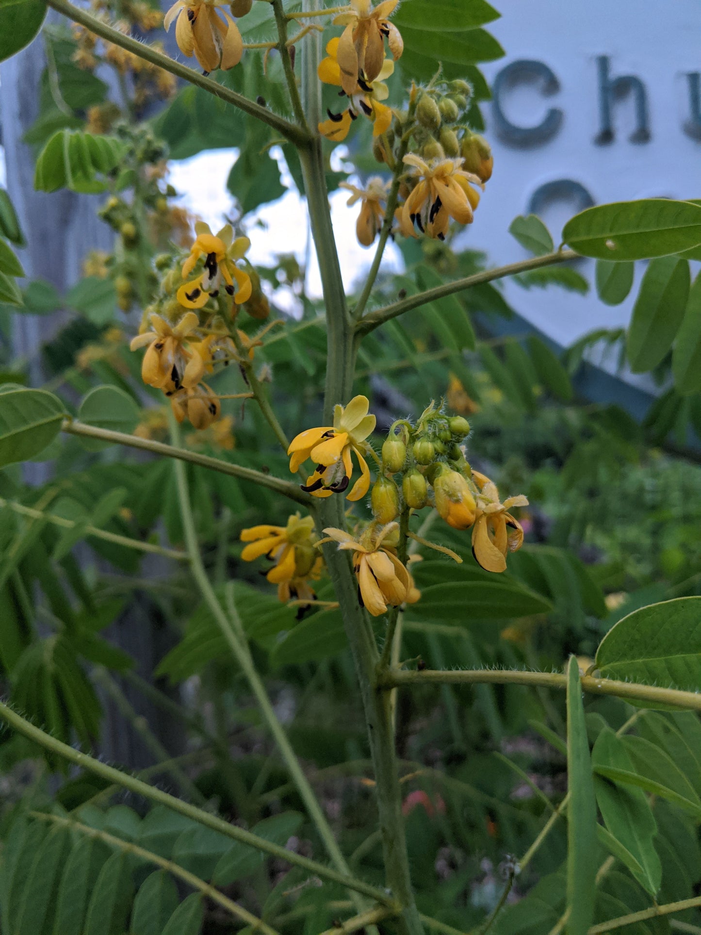 Wild Senna