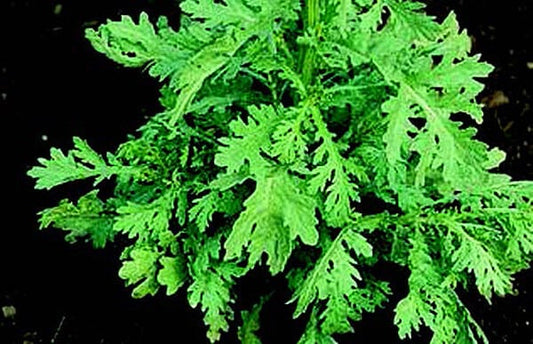 Shingiku (Garland Chrysanthemum)