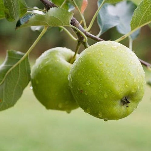 Apple Tree 'Granny Smith'