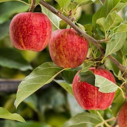 Apple Tree 'Gala'