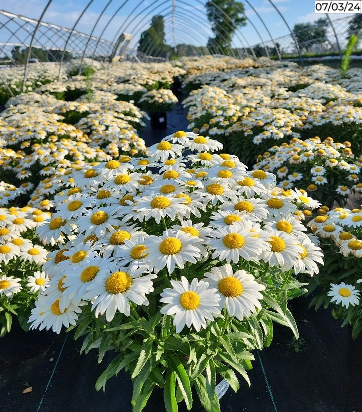 Snowcap Shasta Daisy