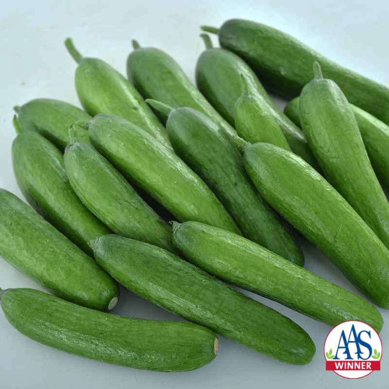 Green Light Hybrid Cucumber Seeds