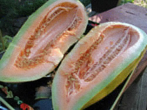 Banana Cantaloupe Seeds