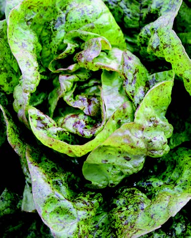 Speckles Butterhead Lettuce