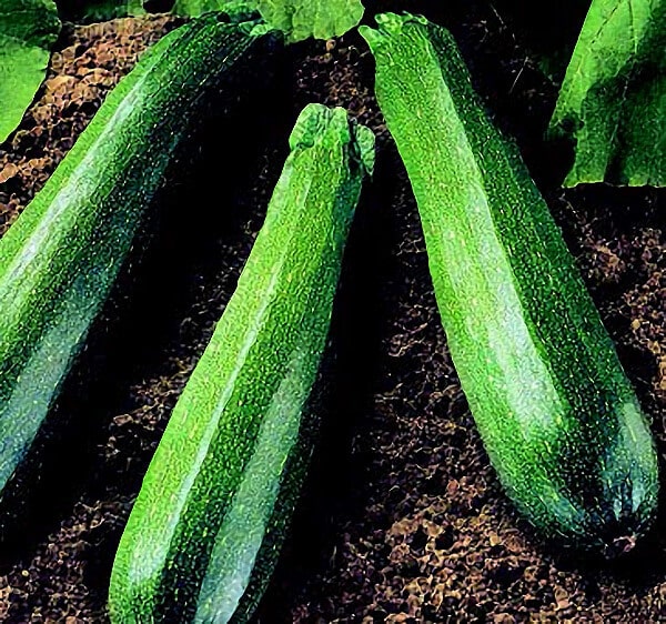 Spineless Beauty Hybrid Zucchini Seeds