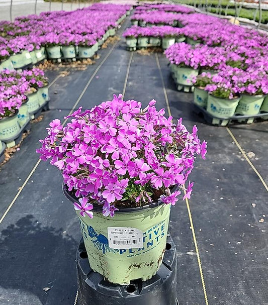 Spring Purple Moss Phlox