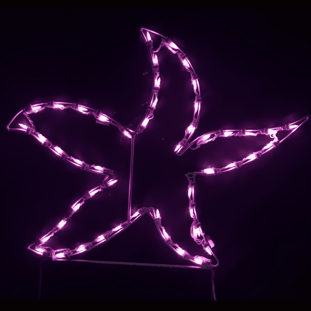 Star Fish