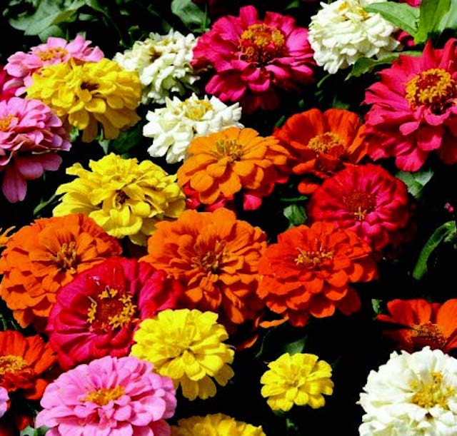 State Fair Mix Zinnia Seeds