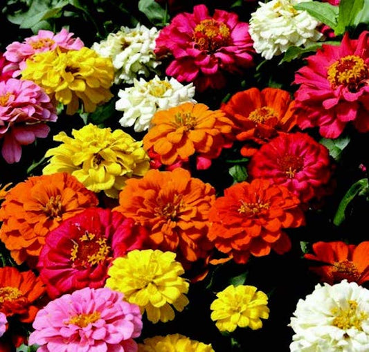 State Fair Mix Zinnia Seeds