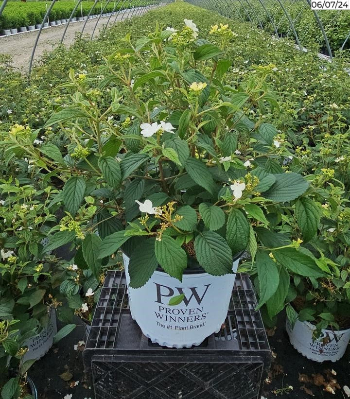 Steady Eddy® Doublefile Viburnum