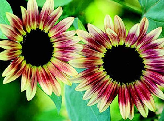 Strawberry Blonde Hybrid Sunflower Seeds