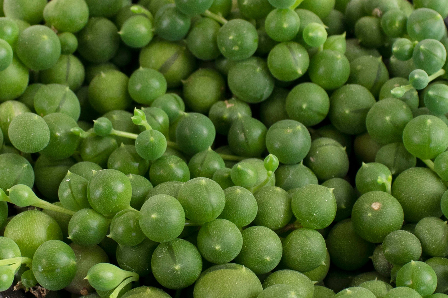 Senecio Rowleyanus 'String of Pearls'