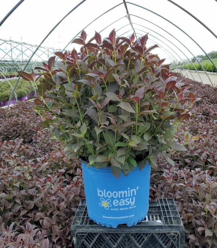 Stunner™ Weigela