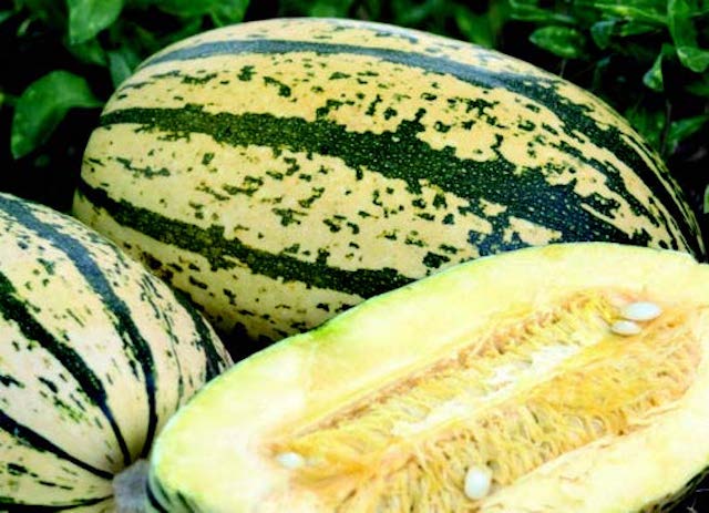 Sugaretti Hybrid Winter Squash Seeds