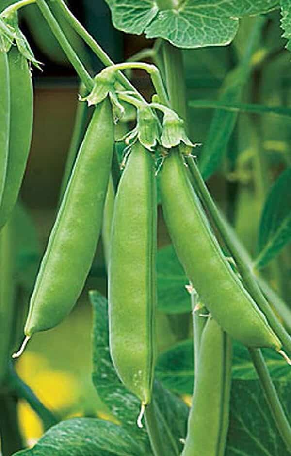 Sugar Snap Pea Seeds