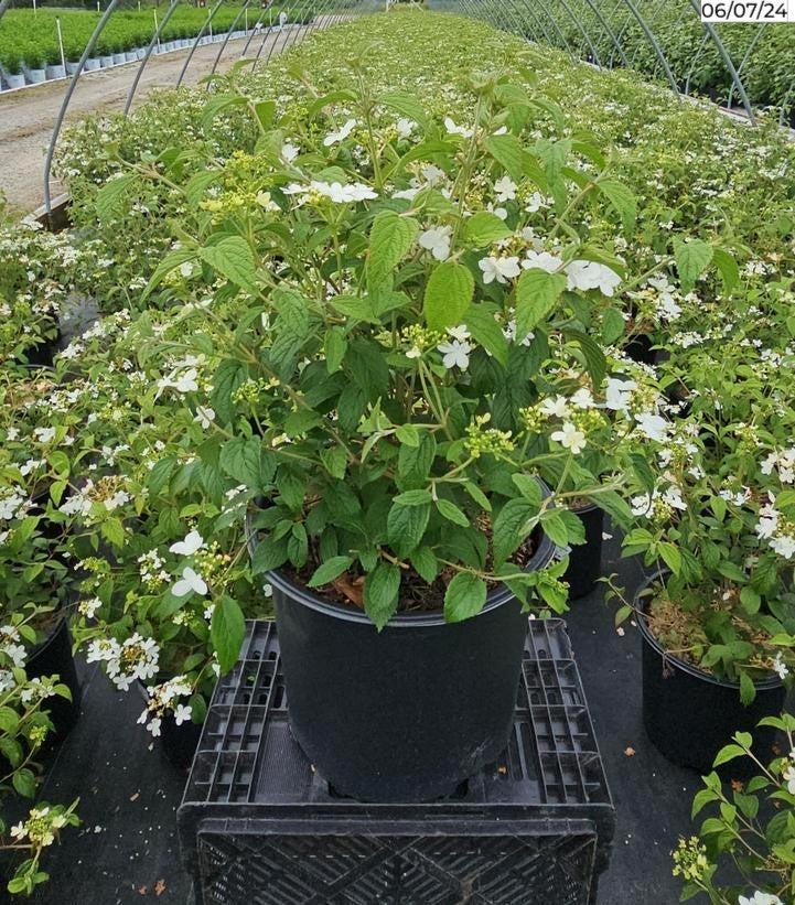 Summer Snowflake Viburnum