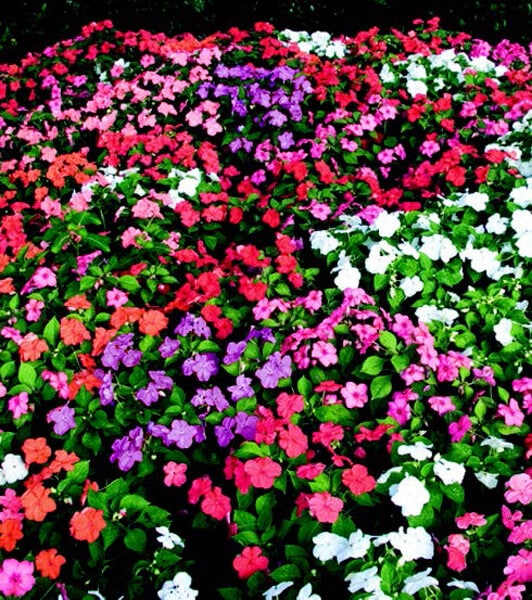 Sunbelt Mix Impatiens Seeds