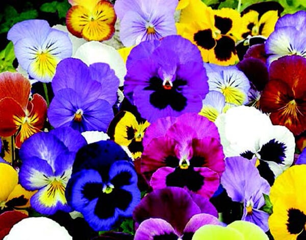 Super Swiss Giants Florist Mix Pansy Seeds