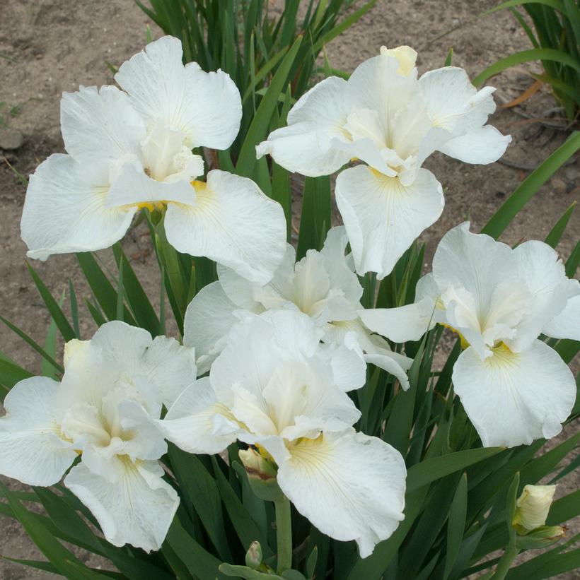 Swans in Flight Siberian Iris