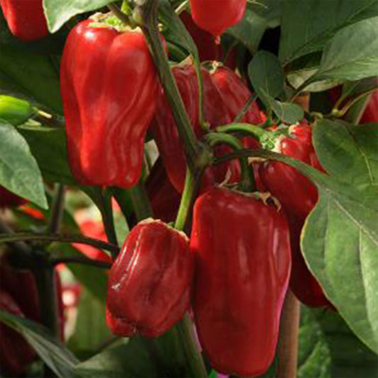 Sweet Heat Pepper Seeds