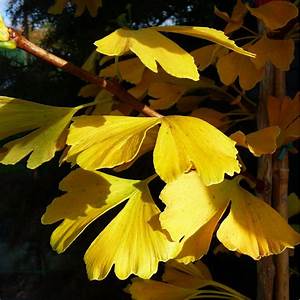 Ginkgo Biloba