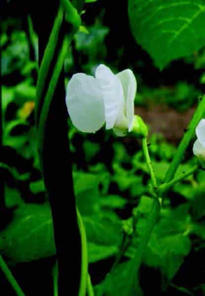 Thomas' White Dutch Runner Bean