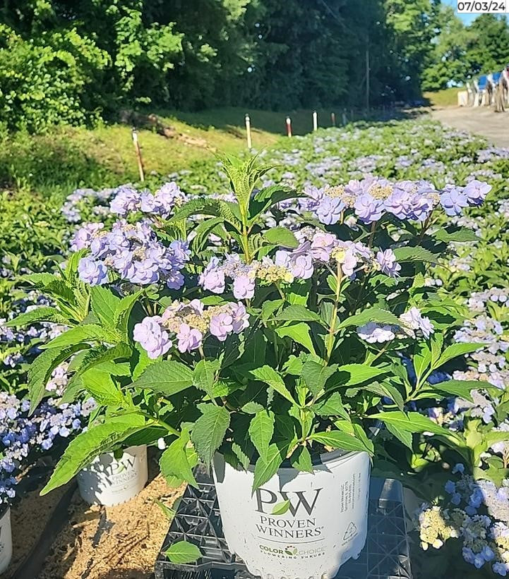 Tiny Tuff Stuff™ Mountain Hydrangea