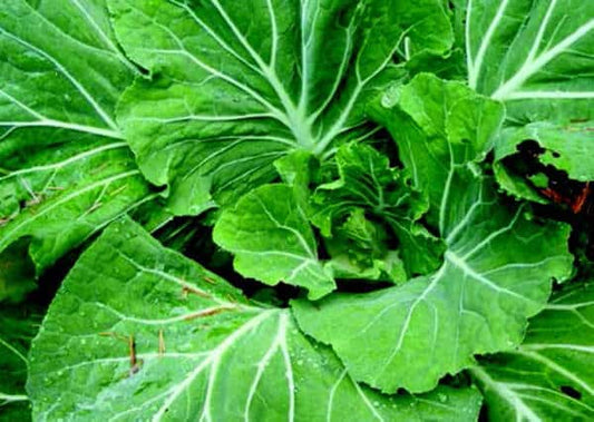 Tronchuda Kale Seeds