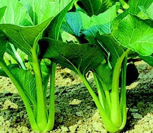 Tsoi-Sim (Choi Sum)