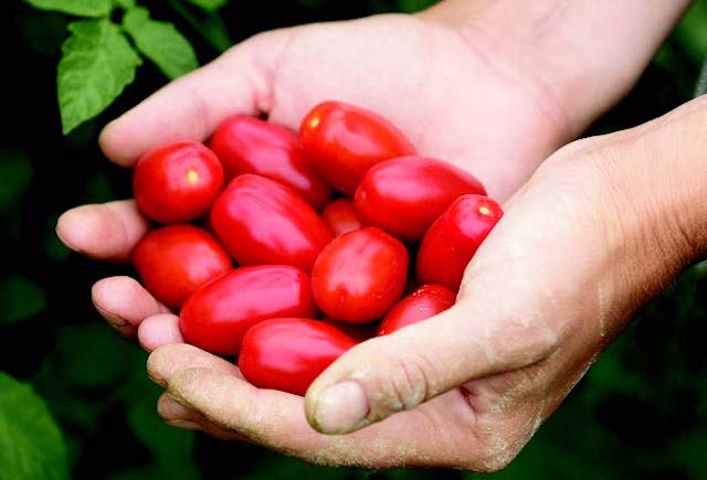 Valentine Hybrid Tomato Seeds